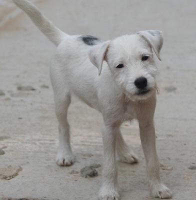 Semper Fi - Urgent : Vol d'une chienne