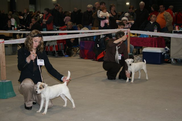 CACIB Metz 2008 : Cookie et DiNozzo